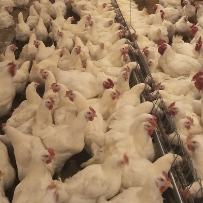 Chicken House Commercial Poultry Equipment Ground Breeding Breeder System For Broiler