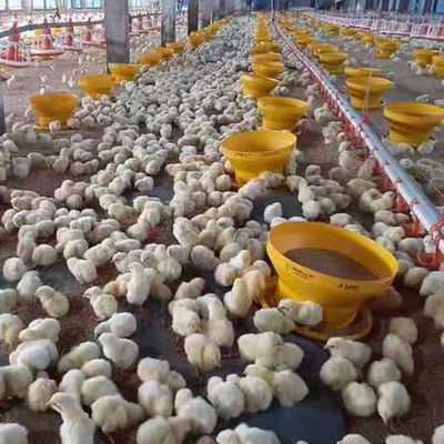 1.5L 3L Plastic Automatic Water Feeder For Chickens