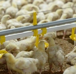 Full Automatic 12 Birds PP Chicken Nipple Drinker System