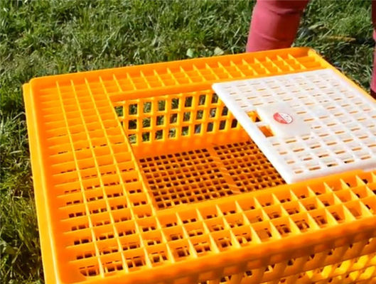 Poultry Broiler Quail Pigeon Plastic Chicken Transport Cages