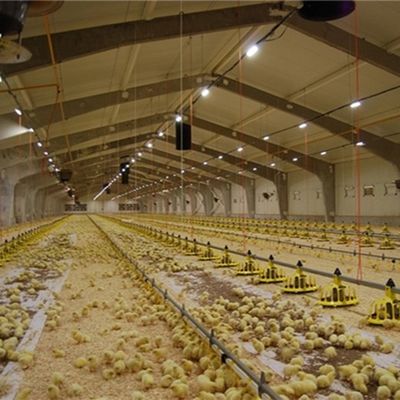 Automatic Chicken House Broiler Poultry Farm Equipment