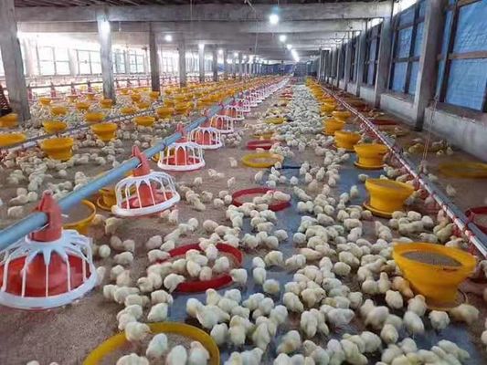 Broiler Chicken Shed Automatic Pan Feeding System