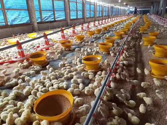 Broiler Chicken Shed Automatic Pan Feeding System