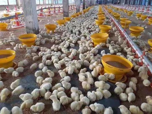 Broiler Chicken Shed Automatic Pan Feeding System