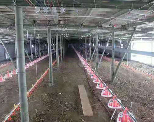 Broiler Chicken Shed Automatic Pan Feeding System