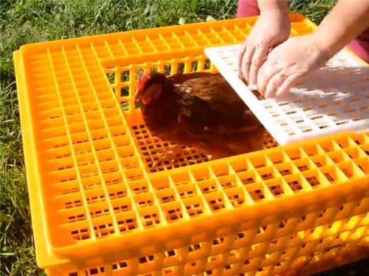 Live 12.25 Inch PE Duck Transport Crates For Chickens