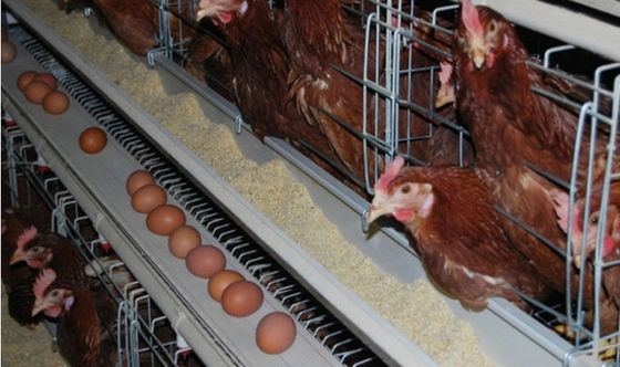 8/10/13 Thickened Pvc Chicken Feeder Trough Poultry House Accessories