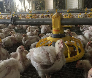 Automatic Complete Broiler Pan Feeding System
