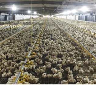 Automatic Complete Broiler Pan Feeding System