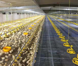 ABS Complete Auto 20kg Poultry House Equipment
