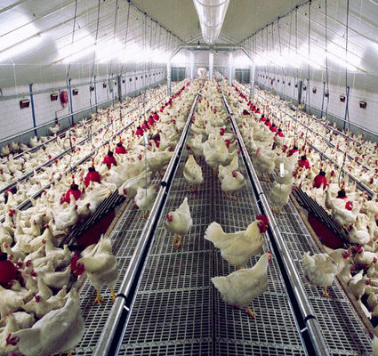 Spring Auger Feed Pan 0.75kw Automated Poultry Feeding System