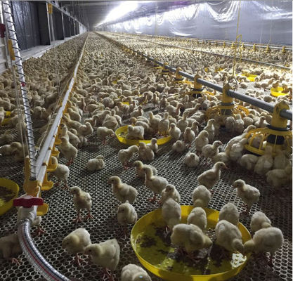 Poultry Automatic Broiler Feeding System For Floor Chicken House