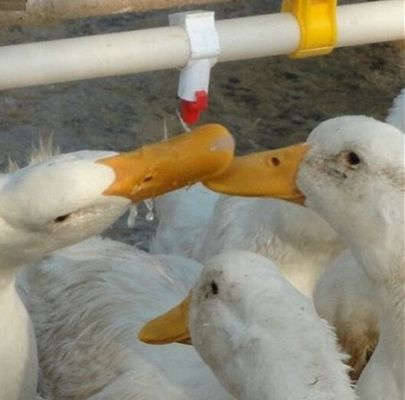 Farming Equipment Pp Pan Feeders For Poultry