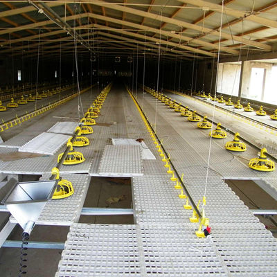 Poultry Farm Fully Automatic Broiler Feeding System