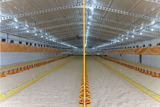 Automatic Feeder Chickens Odm Poultry Feed Line