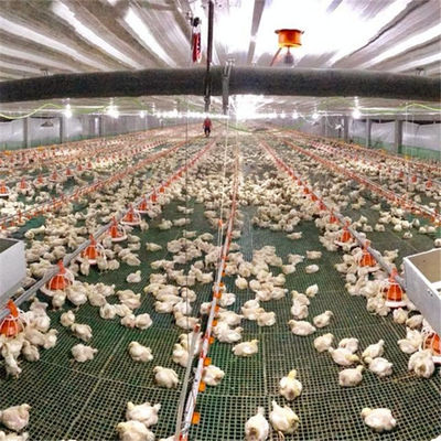 Automatic Feeder Chickens Odm Poultry Feed Line