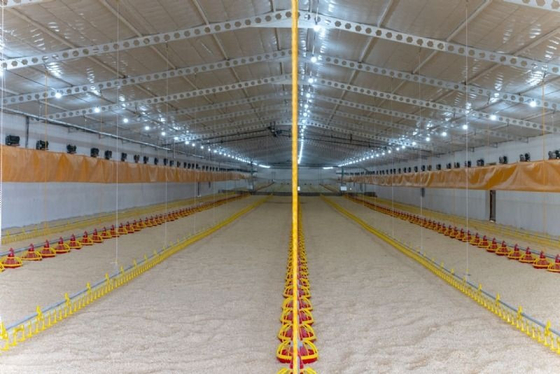 Automatic Feeding Chicken Nipple Drinker System Ground Breeding