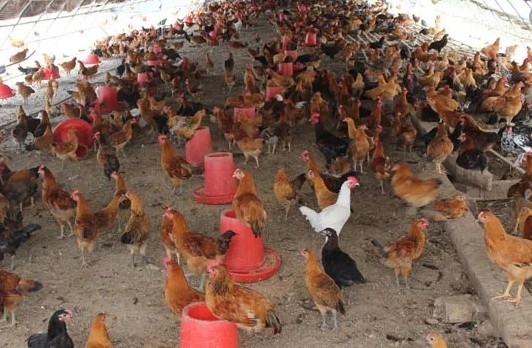 Automatic Feeding Chicken Nipple Drinker System Ground Breeding