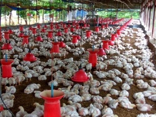 Automatic Feeding Chicken Nipple Drinker System Ground Breeding