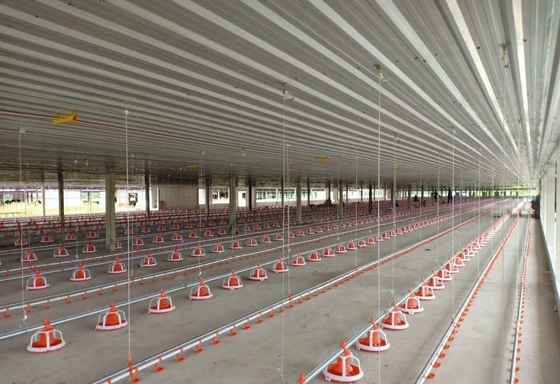 Drinking Automatic Chicken Feeding System For Chicken Poultry Farming Equipment