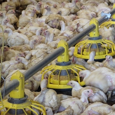 Chicken Drinking Automatic Pan Feeding System For Poultry Farming Equipment Machine