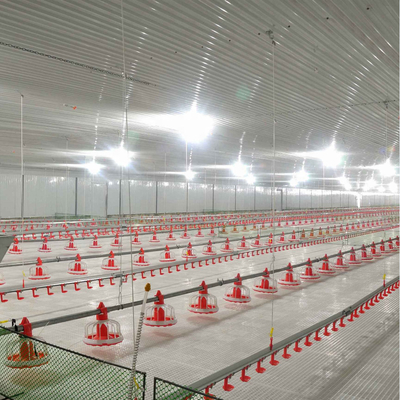 Poultry Farming Chicken Feeder Equipment Long Life