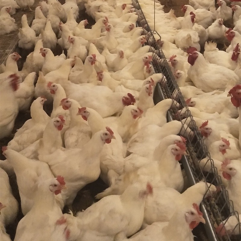 Chicken House Commercial Poultry Equipment Ground Breeding Breeder System For Broiler