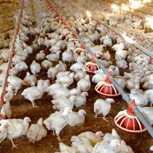 Automatic Chicken House Broiler Poultry Farm Equipment