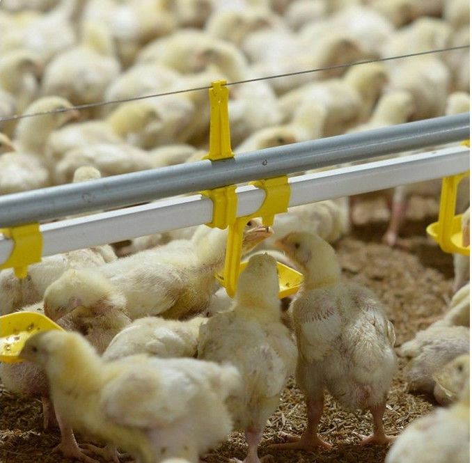 100mm Chicken Nipple Drinker System