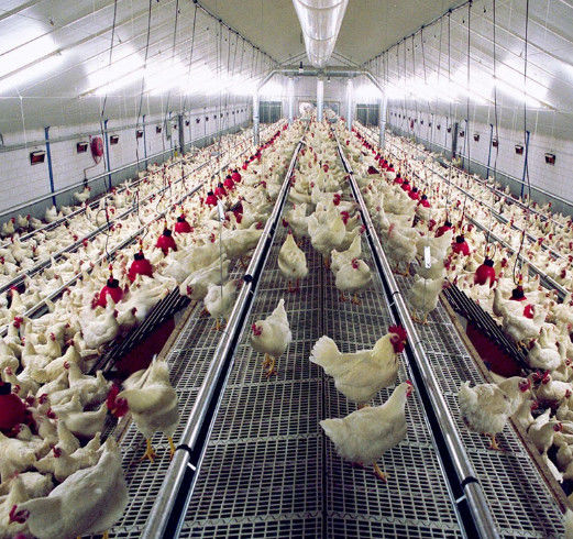 Spring Auger Feed Pan 0.75kw Automated Poultry Feeding System