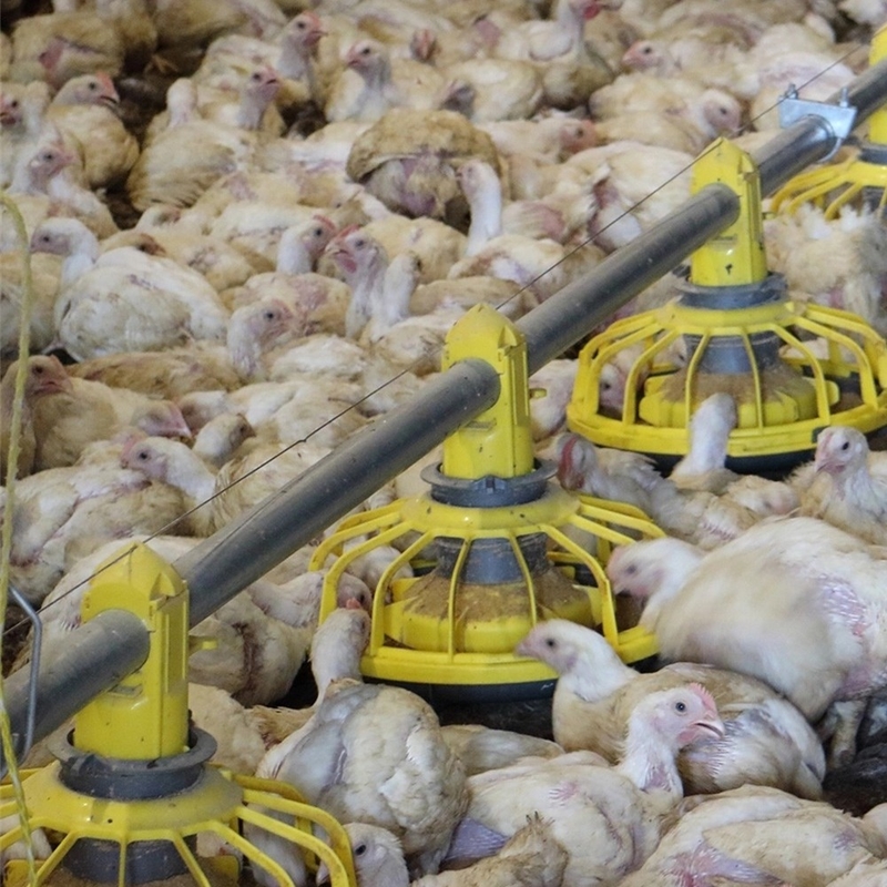 Chicken Drinking Automatic Pan Feeding System For Poultry Farming Equipment Machine