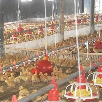 auto duck feeder